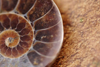Ammonite Image Wallpaper