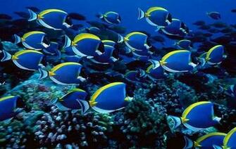 Colorful Tropical Freshwater Fish HD Wallpaper