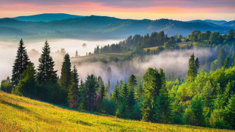 Wallpaper Id Grass Nature Landscape Trees Mist