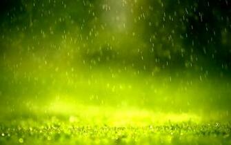 HD Wallpaper Nature Flowers Golden Dew Widescreen