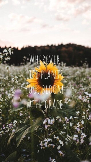 Sunflower Quotes Flower Wallpaper