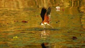 Wallpaper Botswana Bird Africa Flight Full