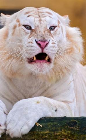 Angry Predator White Tiger Wallpaper Animals