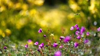 Summer Flower Background