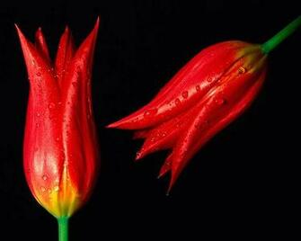 Very Beautiful Flowers Wallpaper Image X Y D Ng