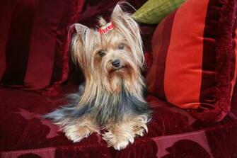 Screensavers Lhasa Apso And Yorkie M5x Eu