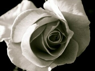 Black And White Rose Wallpaper