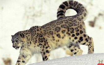 Beautiful Russian Big Cat HD Wallpaper E Entertainment