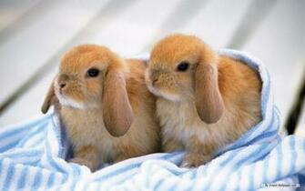 Bunnies Bunny Rabbits Wallpaper
