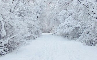 Winter Forest Road Wallpaper