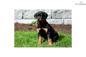 Rottweiler Names Male Female
