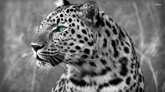 White Leopard Wallpaper