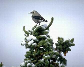 Image Birds Screensaver