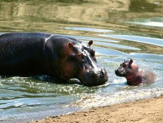 Hippos Image Hippo Wallpaper HD And Background