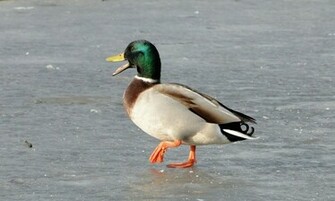 Mallard Duck HD Wallpaper High Definition iPhone