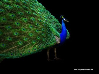 National Geographics Peacock Wallpaper For Desktop