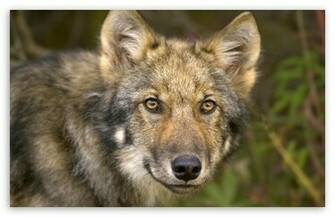 Timber Wolf Wallpaper
