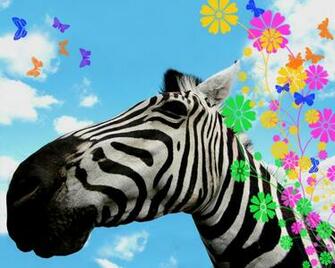 Zebra Picture For Desktop Rainbow