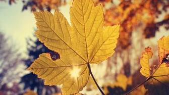 Autumn Wallpaper Gallery D5jbtxq