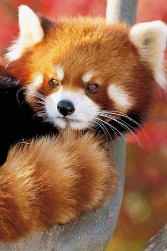 Related Pictures Cute Red Pandas Wallpaper