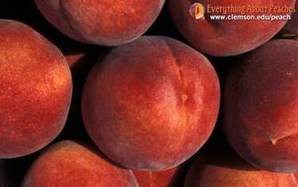 Peaches Jpg