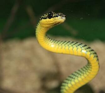 Yellow Snake Wallpaper HD Jun 192k