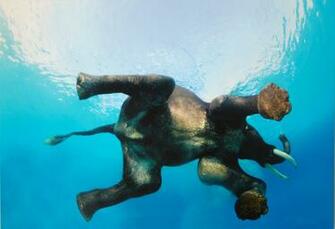 Floating Elephant Wallpaper And Image Pictures Photos