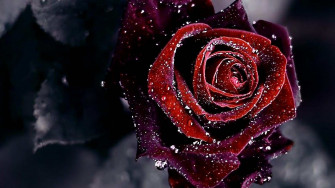 Rose Wallpaper For HD