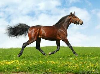 Horses Galloping Wallpaper