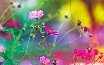 Beautiful Flowers Wallpaper For Mobile