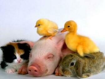 Baby Animals Image Wallpaper Photos
