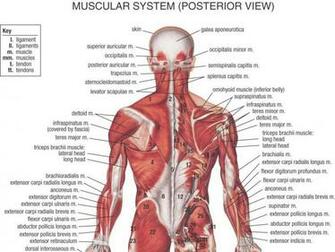 Anatomy Human Body Art Wallpaper Hq