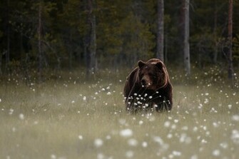 Brown Bear Wallpaper HD Desktop Imagebank Biz