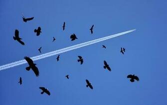 Flying Birds Widescreen Wallpaper