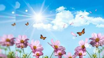 Summer Pink Flowers Wallpaper High Definition Quality