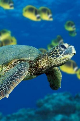 Sea Turtle iPhone Wallpaper Ipod