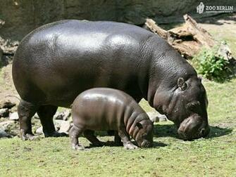 Baby Grass Hippo And Mom Animals Other HD Desktop Wallpaper