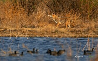 Wildlife Desktop Background