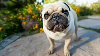 Cute Pug Wallpaper