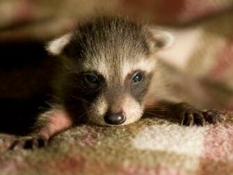 Baby Raccoon Pictures Desktop Background