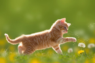 Baby Animal Dandelion Kitten Cat 4k Ultra HD Wallpaper