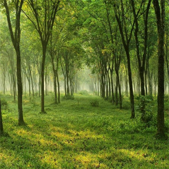 Amazon Aofoto Quiet Forest Trees Backdrop Woods Meadow