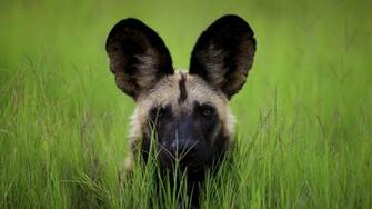 Botswana Wild Dog Computer Wallpaper Desktop Background