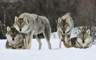 Wolf Wallpaper And Screensavers Full HD