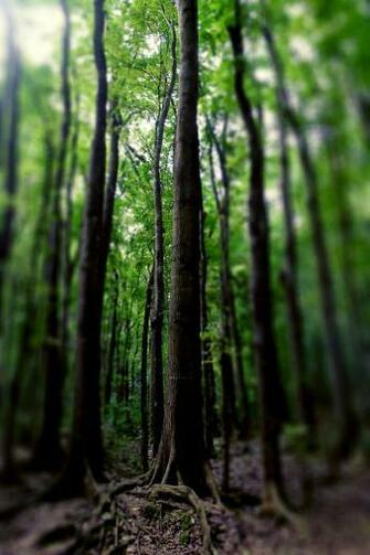 Forest Sn04 iPhone Wallpaper Background And Themes