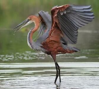 Goliath Heron Ardea East Of Eden V Gel
