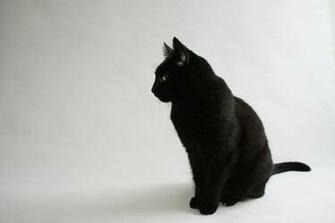 Cat Wallpaper Your Selected Image As Desktop You Can