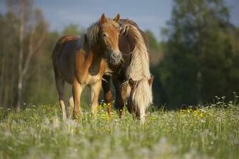 4k Wallpaper Animals Nature Grass Summer Horses Company