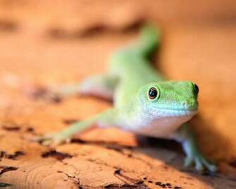 Gecko Wallpaper Jpg