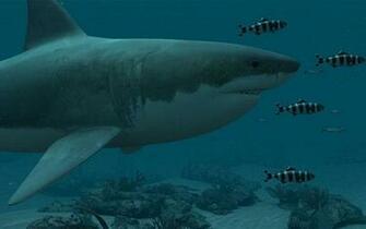 Sharks Great White 3d Desktop Wallpaper And Themes